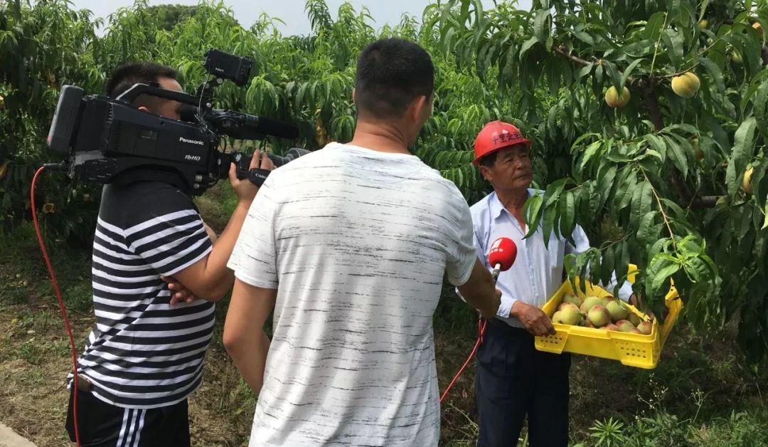 水蜜桃性味功效_水蜜桃性寒还是热_12一14性水蜜桃