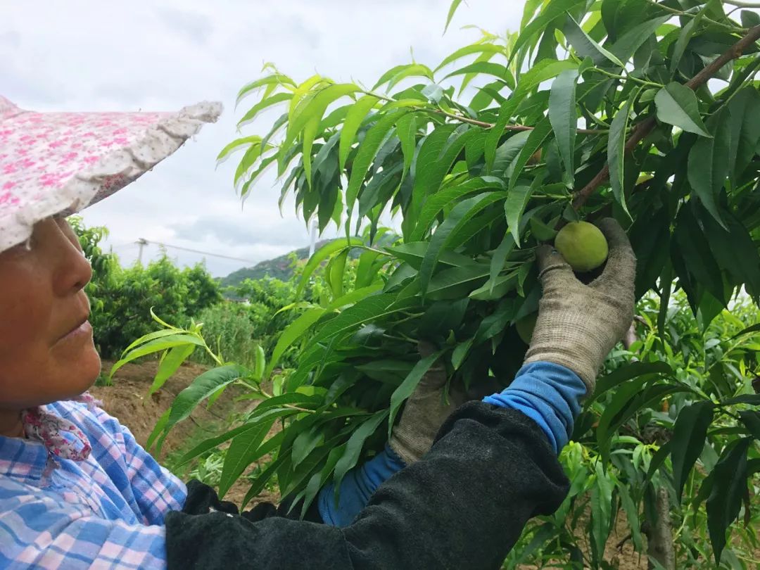 水蜜桃性味功效_12一14性水蜜桃_水蜜桃性寒还是热