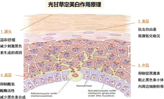 坚持扛住图片_东西六宫能住几人_小东西才一根就坚持不住了