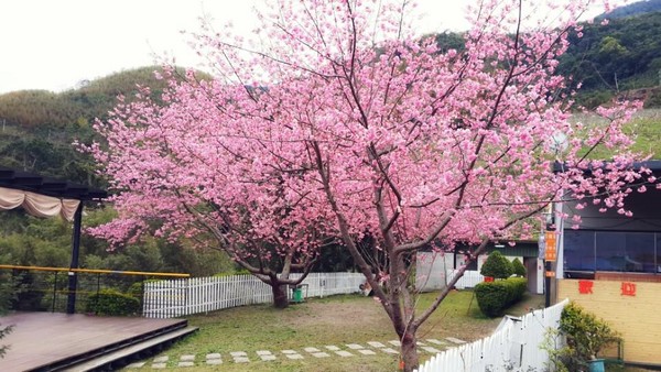 樱花草地_樱花草地图片_樱花草四区区三区四区