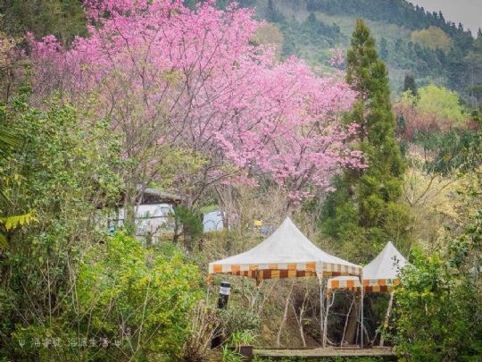 樱花草四区区三区四区_樱花草地_樱花草地图片