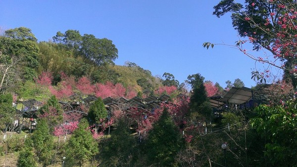 樱花草四区区三区四区_樱花草地_樱花草地图片