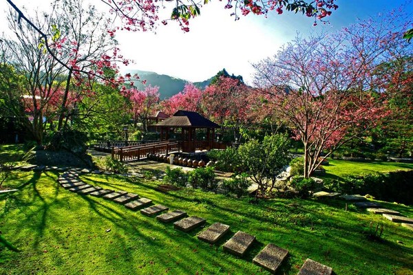 樱花草四区区三区四区_樱花草地_樱花草地图片