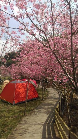 樱花草地_樱花草地图片_樱花草四区区三区四区