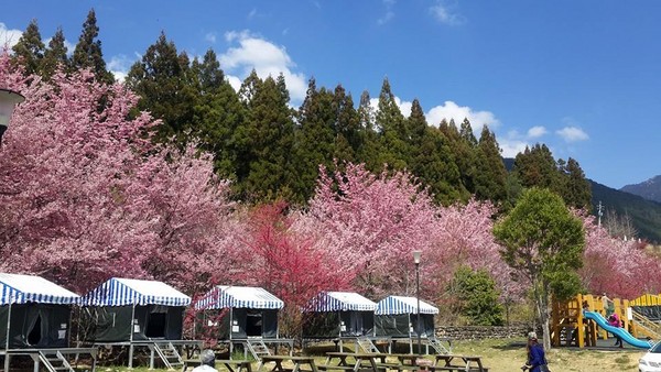 樱花草地图片_樱花草地_樱花草四区区三区四区