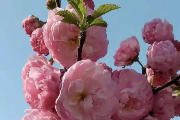 樱花草地_樱花草在哪里_樱花草四区区三区四区