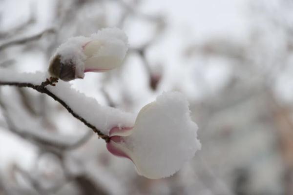 樱花草四区区三区四区_樱花草在哪里_樱花草地