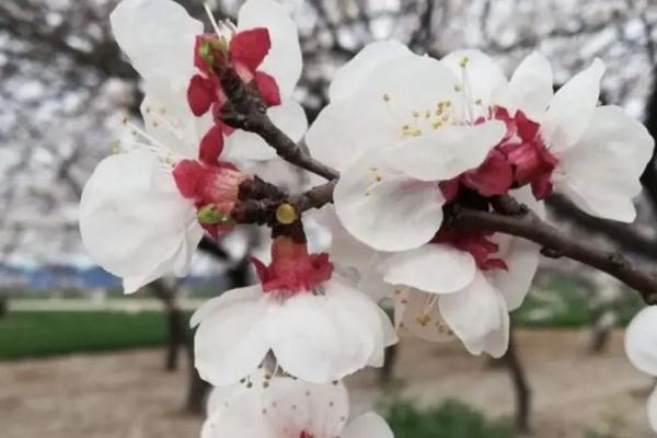 樱花草四区区三区四区_樱花草在哪里_樱花草地