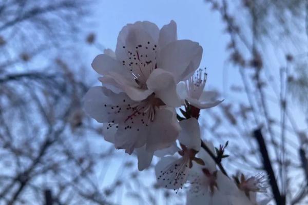 樱花草地_樱花草四区区三区四区_樱花草在哪里