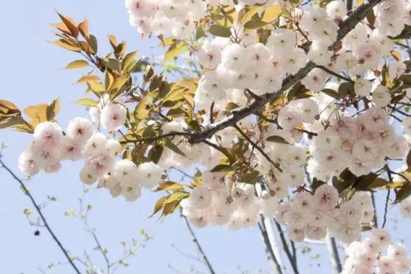 樱花草在哪里_樱花草四区区三区四区_樱花草地