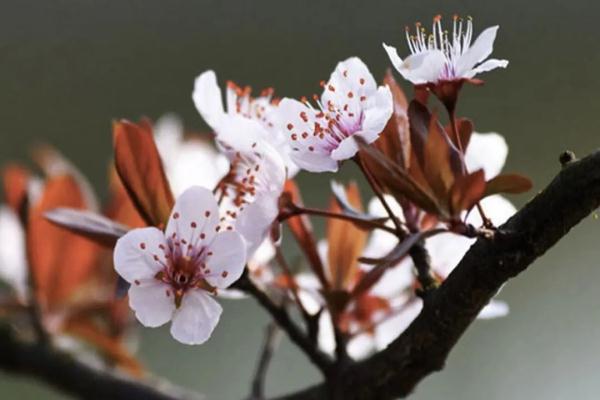 樱花草四区区三区四区_樱花草地_樱花草在哪里