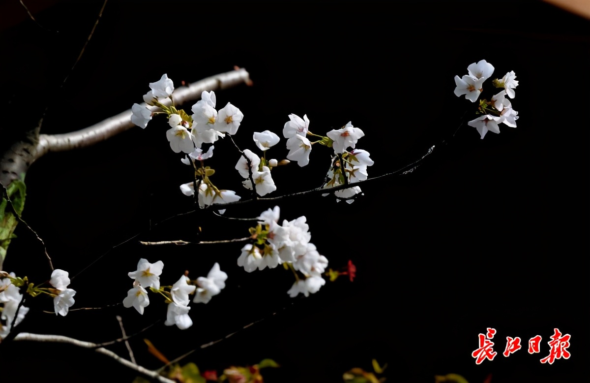 《樱花草》_樱花草四区区三区四区_樱花草地图片