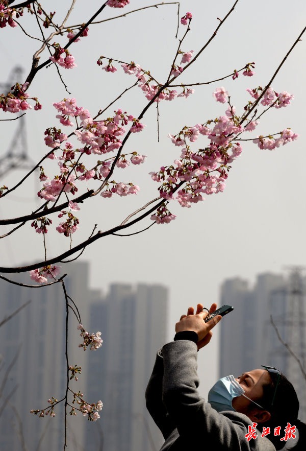 樱花草四区区三区四区_《樱花草》_樱花草地图片