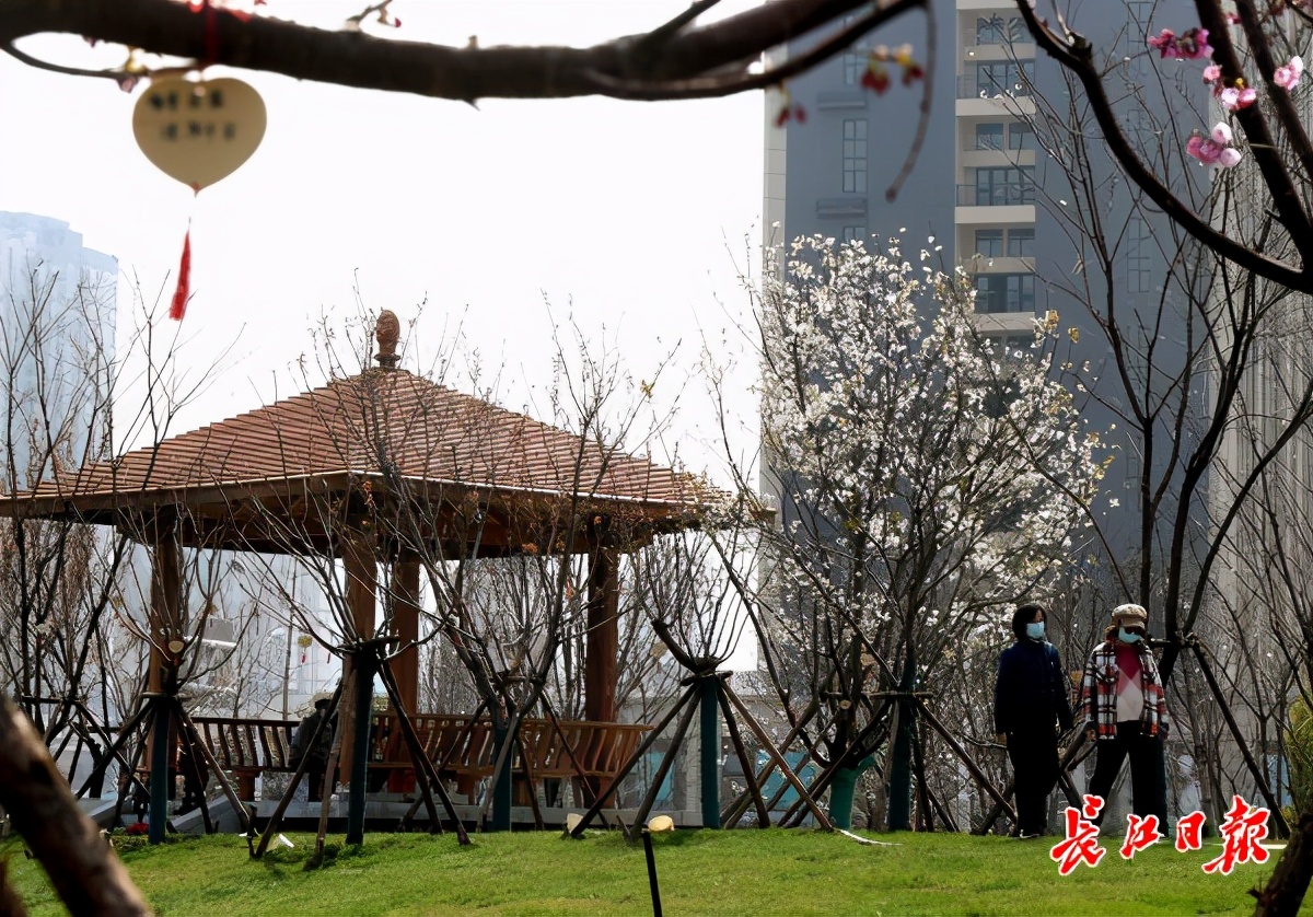 樱花草四区区三区四区_《樱花草》_樱花草地图片