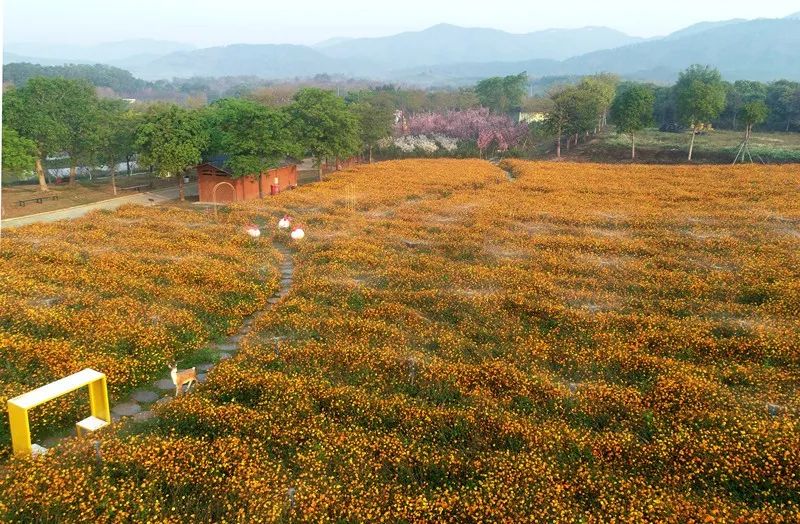 樱花草四区区三区四区_樱花草地图片_樱花草地