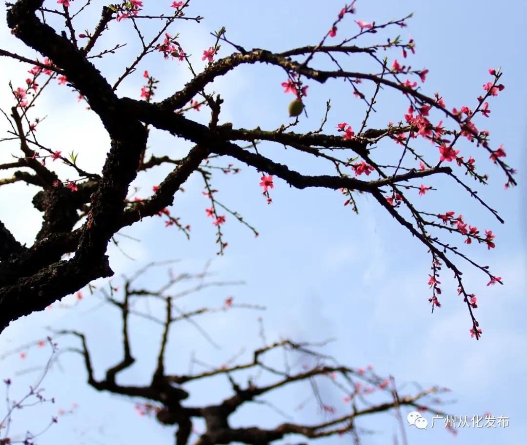 樱花草地图片_樱花草地_樱花草四区区三区四区