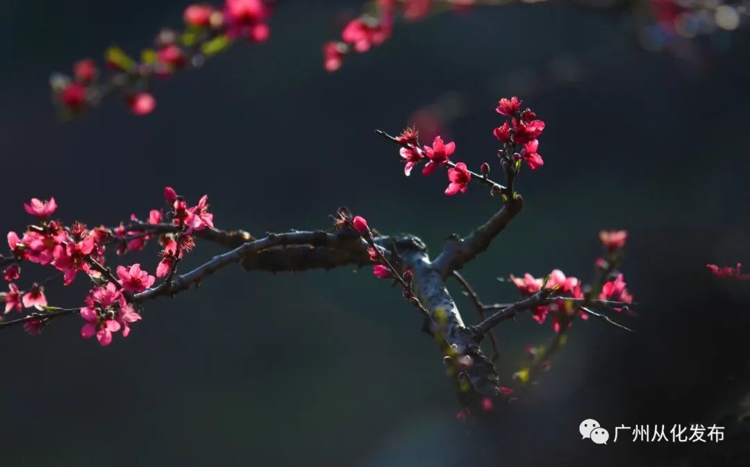 樱花草地图片_樱花草四区区三区四区_樱花草地