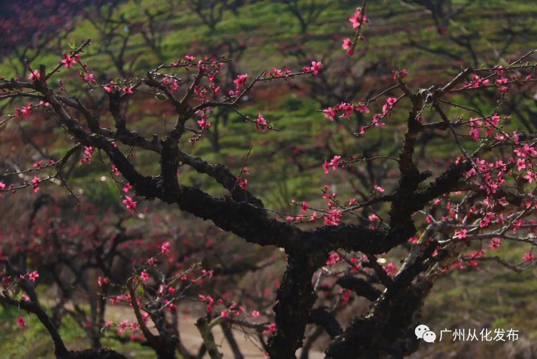 樱花草地_樱花草地图片_樱花草四区区三区四区