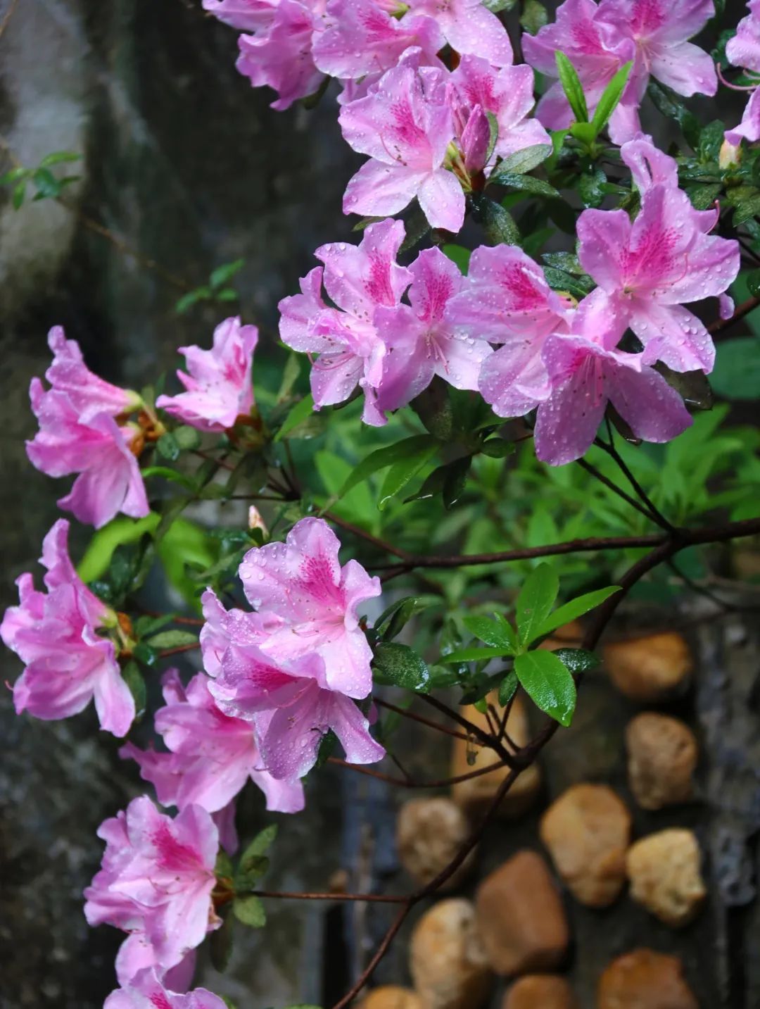 樱花草四区区三区四区_樱花草地图片_樱花草地