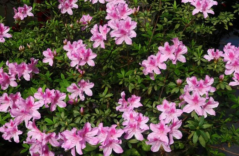 樱花草四区区三区四区_樱花草地_樱花草地图片