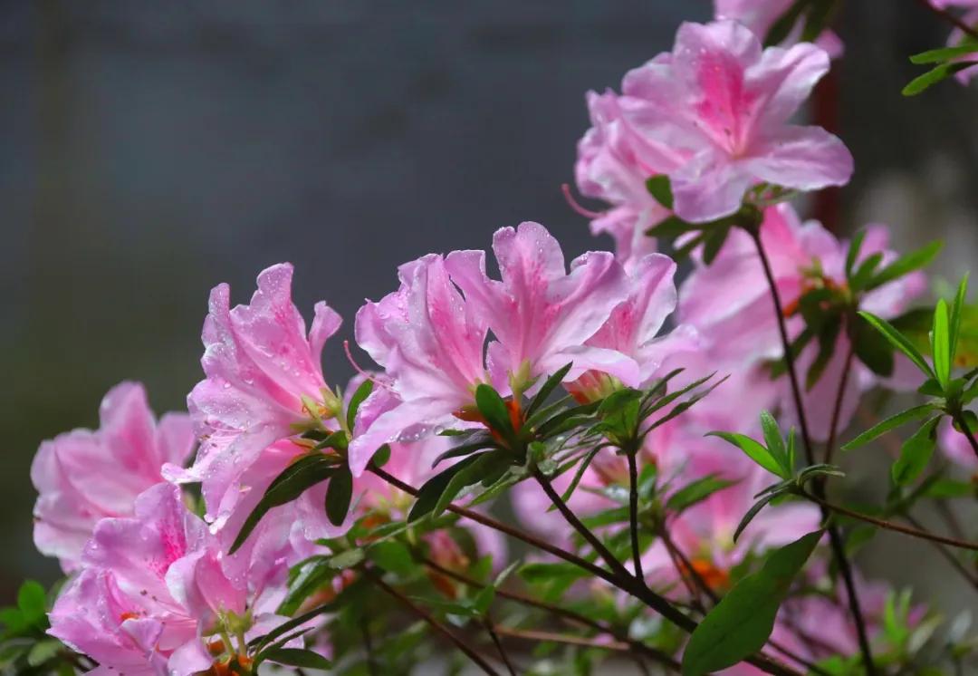 樱花草地_樱花草地图片_樱花草四区区三区四区