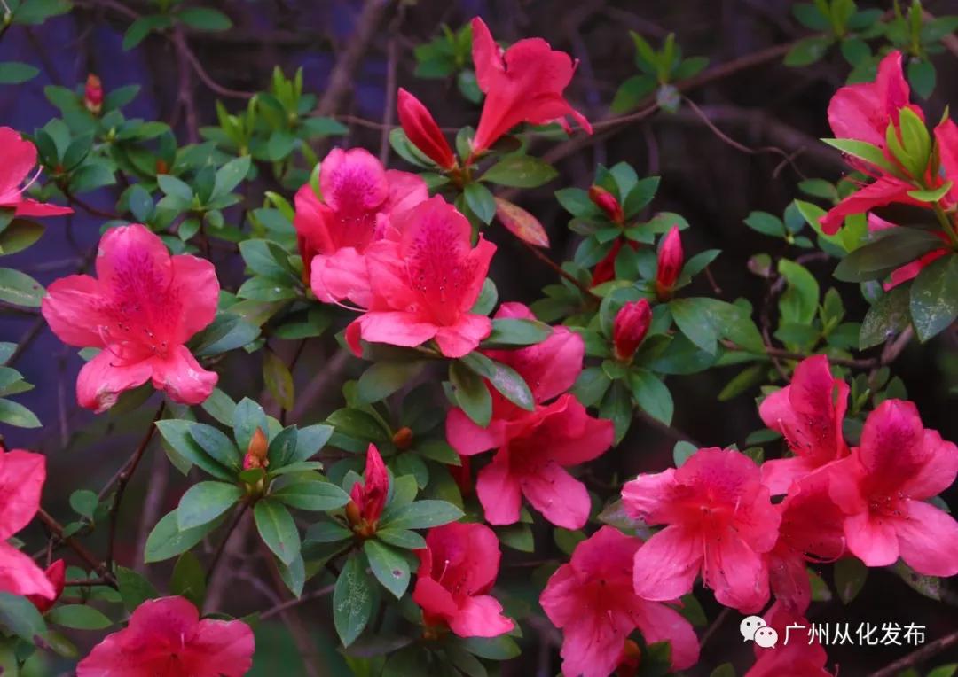 樱花草四区区三区四区_樱花草地图片_樱花草地