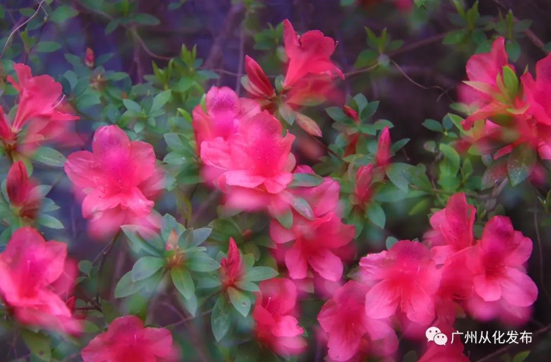 樱花草地_樱花草地图片_樱花草四区区三区四区