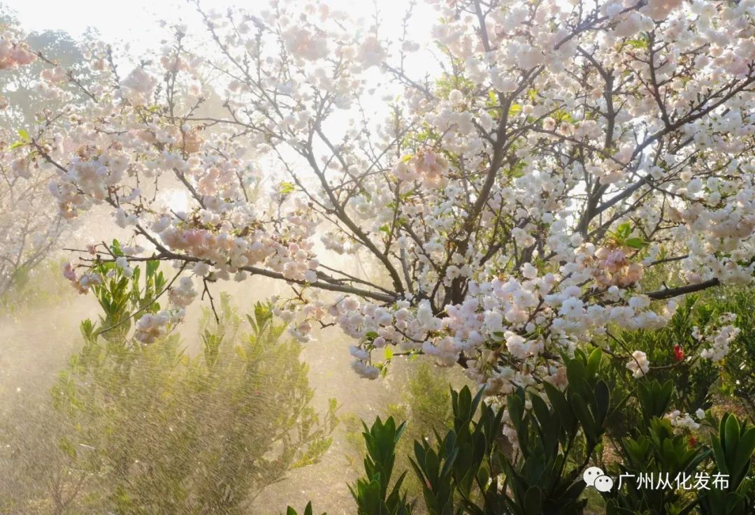 樱花草地图片_樱花草地_樱花草四区区三区四区