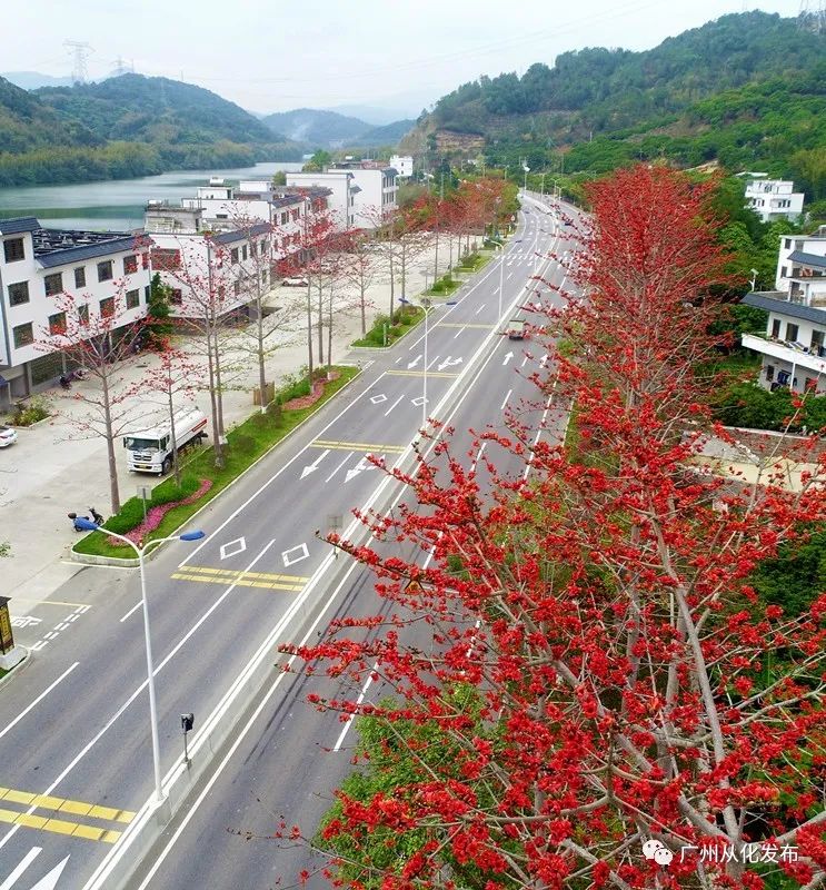 樱花草四区区三区四区_樱花草地图片_樱花草地