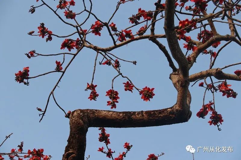 樱花草地_樱花草四区区三区四区_樱花草地图片