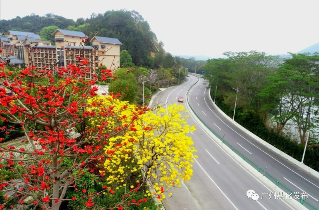 樱花草地_樱花草四区区三区四区_樱花草地图片