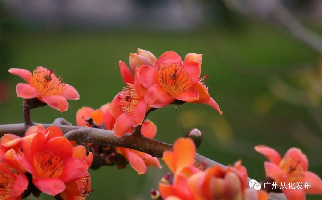 樱花草地_樱花草地图片_樱花草四区区三区四区