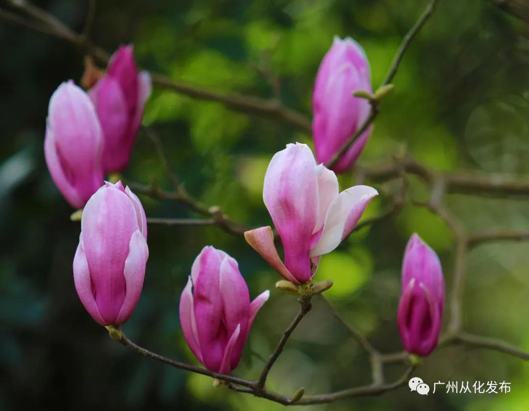 樱花草地_樱花草地图片_樱花草四区区三区四区