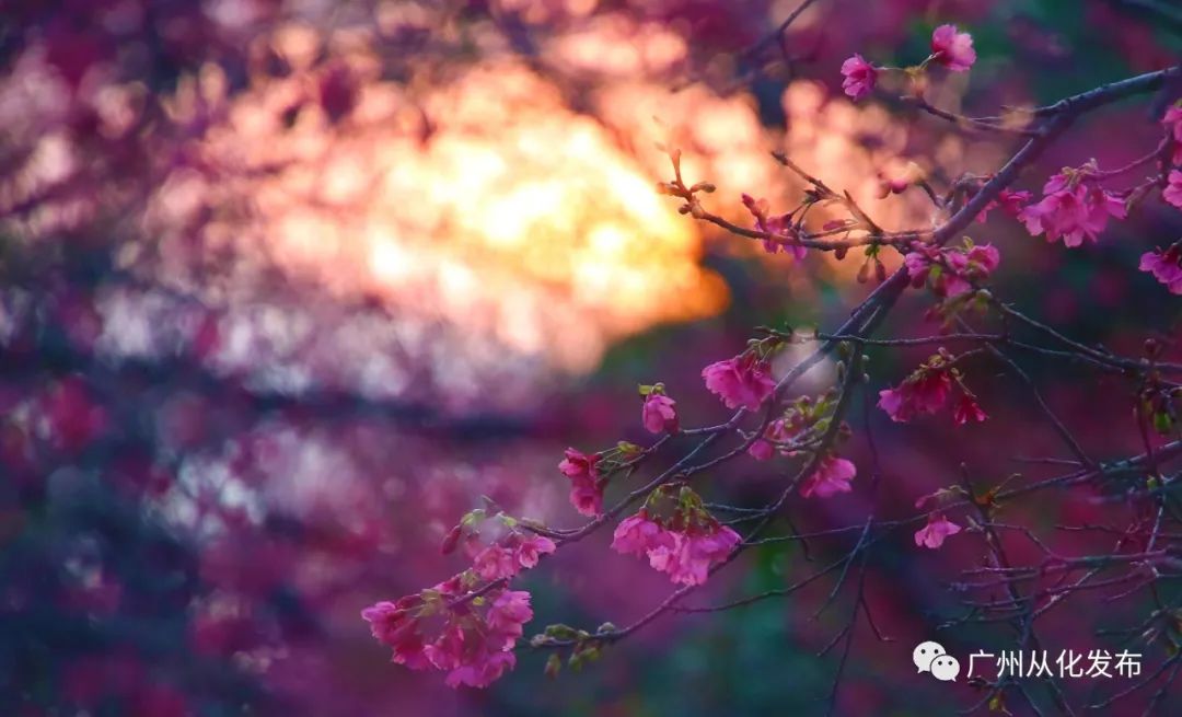 樱花草四区区三区四区_樱花草地_樱花草地图片