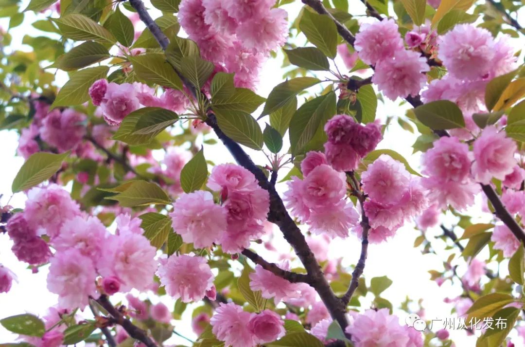 樱花草四区区三区四区_樱花草地_樱花草地图片