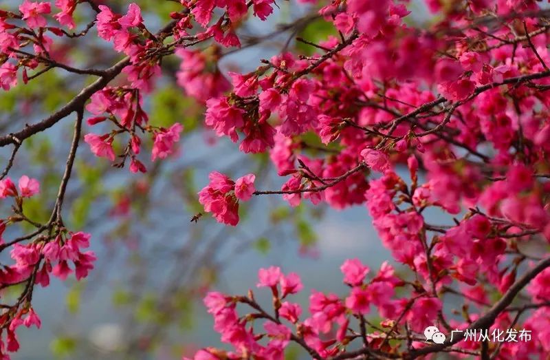 樱花草四区区三区四区_樱花草地_樱花草地图片