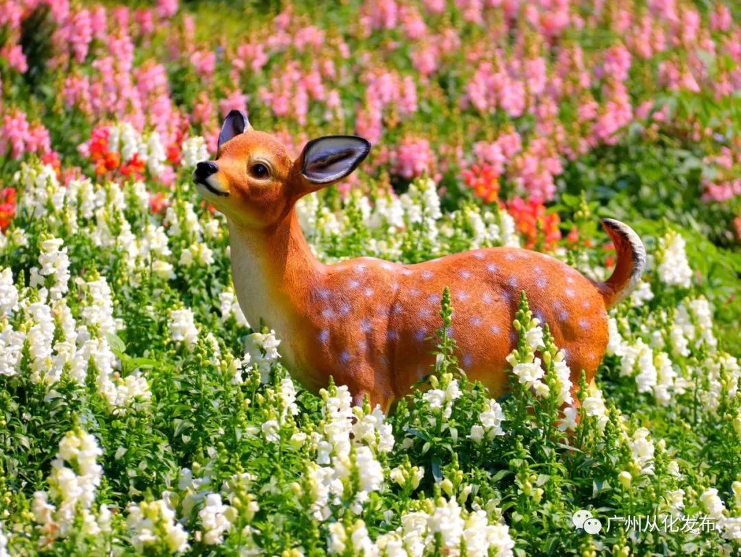 樱花草地_樱花草四区区三区四区_樱花草地图片