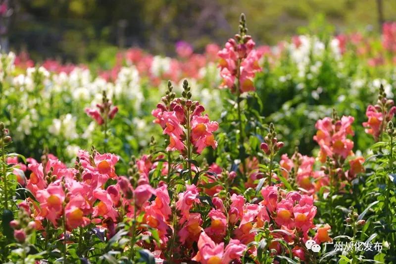 樱花草四区区三区四区_樱花草地图片_樱花草地