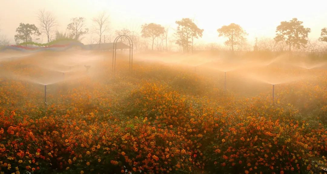 樱花草地图片_樱花草地_樱花草四区区三区四区