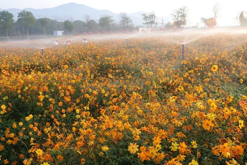 樱花草地图片_樱花草地_樱花草四区区三区四区