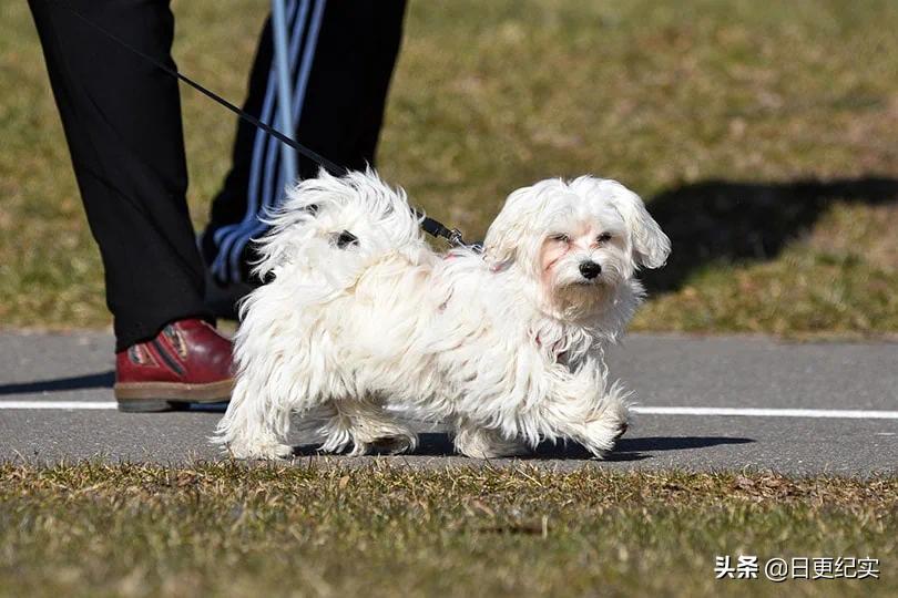 狗狗的大东西在身体里_狗狗有东西在我身体里面_狗狗身体有异物会是什么症状