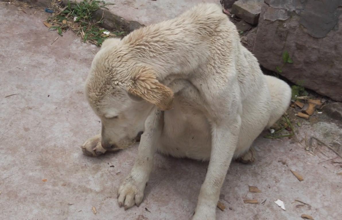 狗狗有东西在我身体里面_狗狗的大东西在身体里_狗狗东西身体里大便怎么办