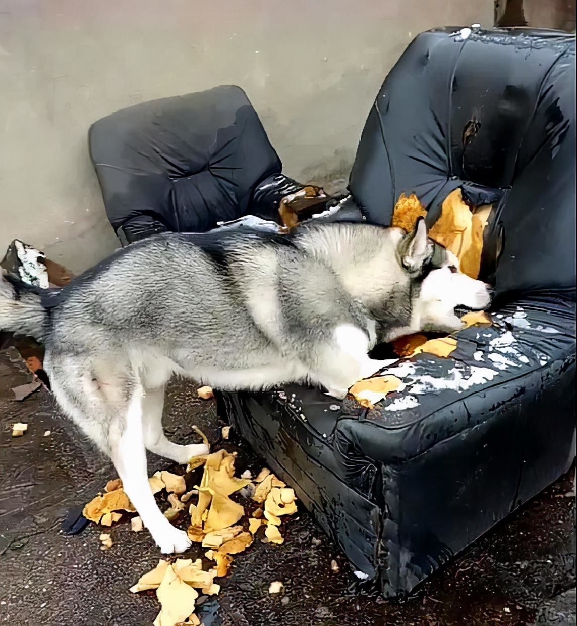 狗狗的大东西在身体里_狗狗的东西进里就变大_狗狗有东西在我身体里面