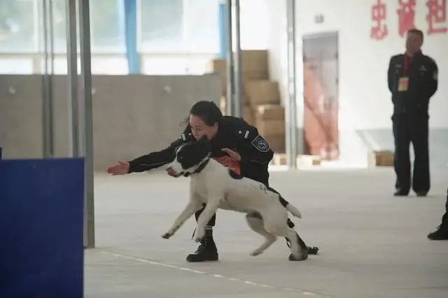 警察训练营警犬_警察训练警犬视频_把男警察训练成警犬