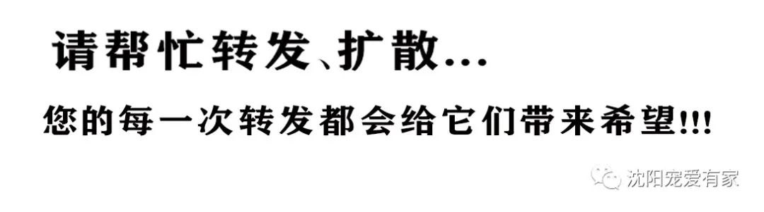 狗狗有东西在我身体里面_狗狗的大东西在身体里_狗狗体内有异物怎么办