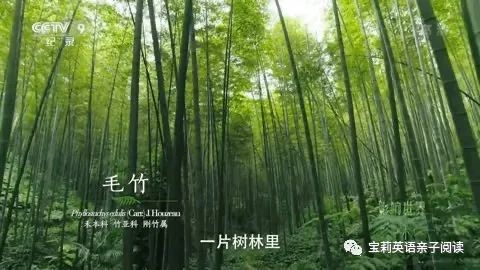 精效中字普效中字_百草影城_百草影城中字