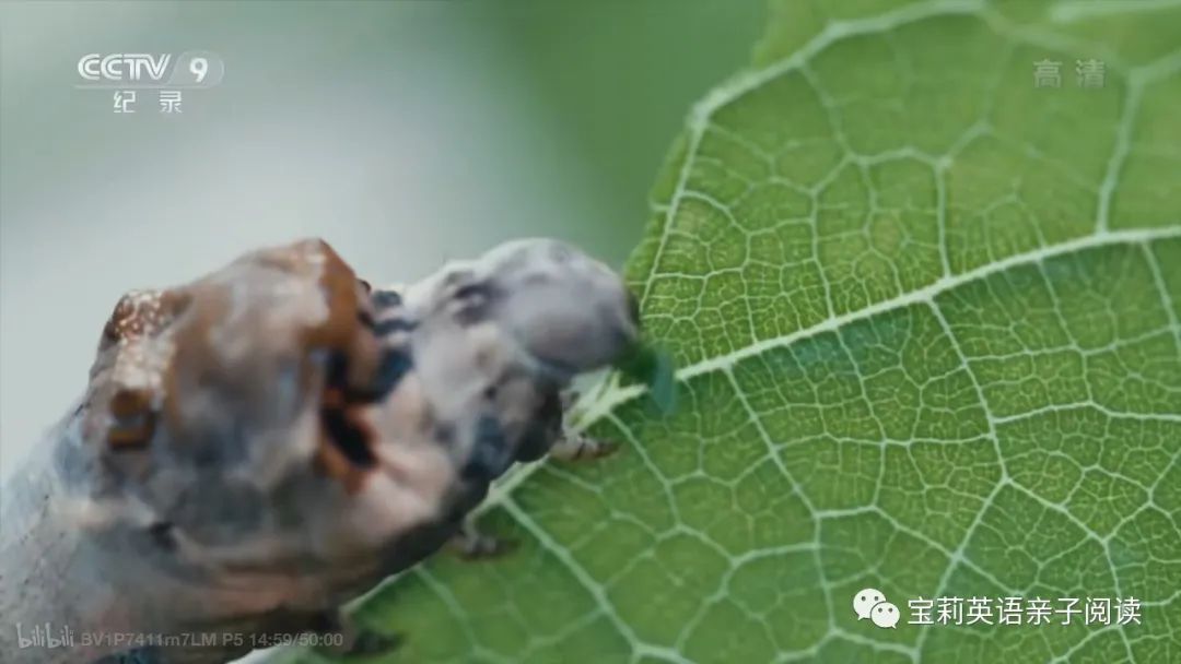 百草影城中字_精效中字普效中字_百草影城