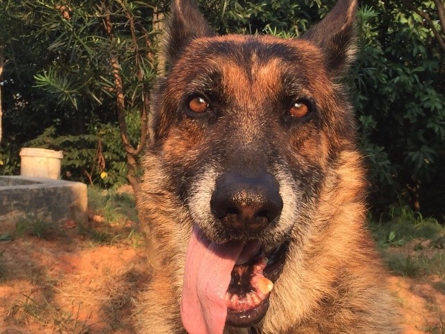 警犬的训练员叫什么_把男警察训练成警犬_训警犬的警察