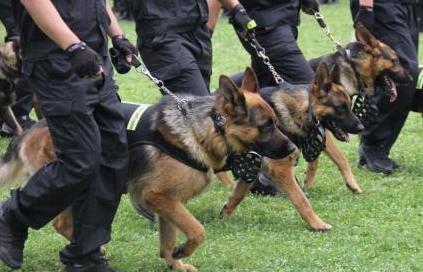 警犬的训练员叫什么_把男警察训练成警犬_警察训练警犬视频