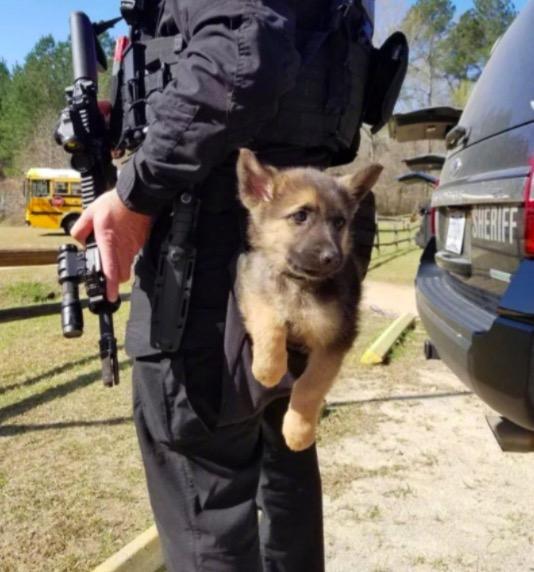 警察训练警犬视频_警犬的训练员叫什么_把男警察训练成警犬